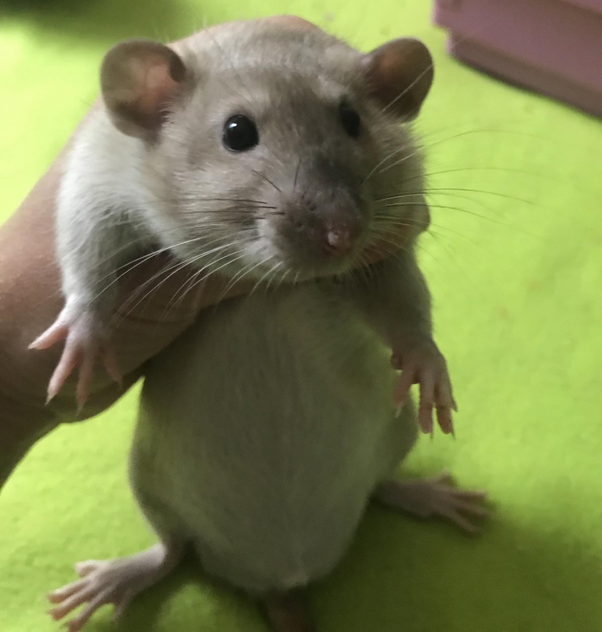 Крыса бурмиз Дамбо