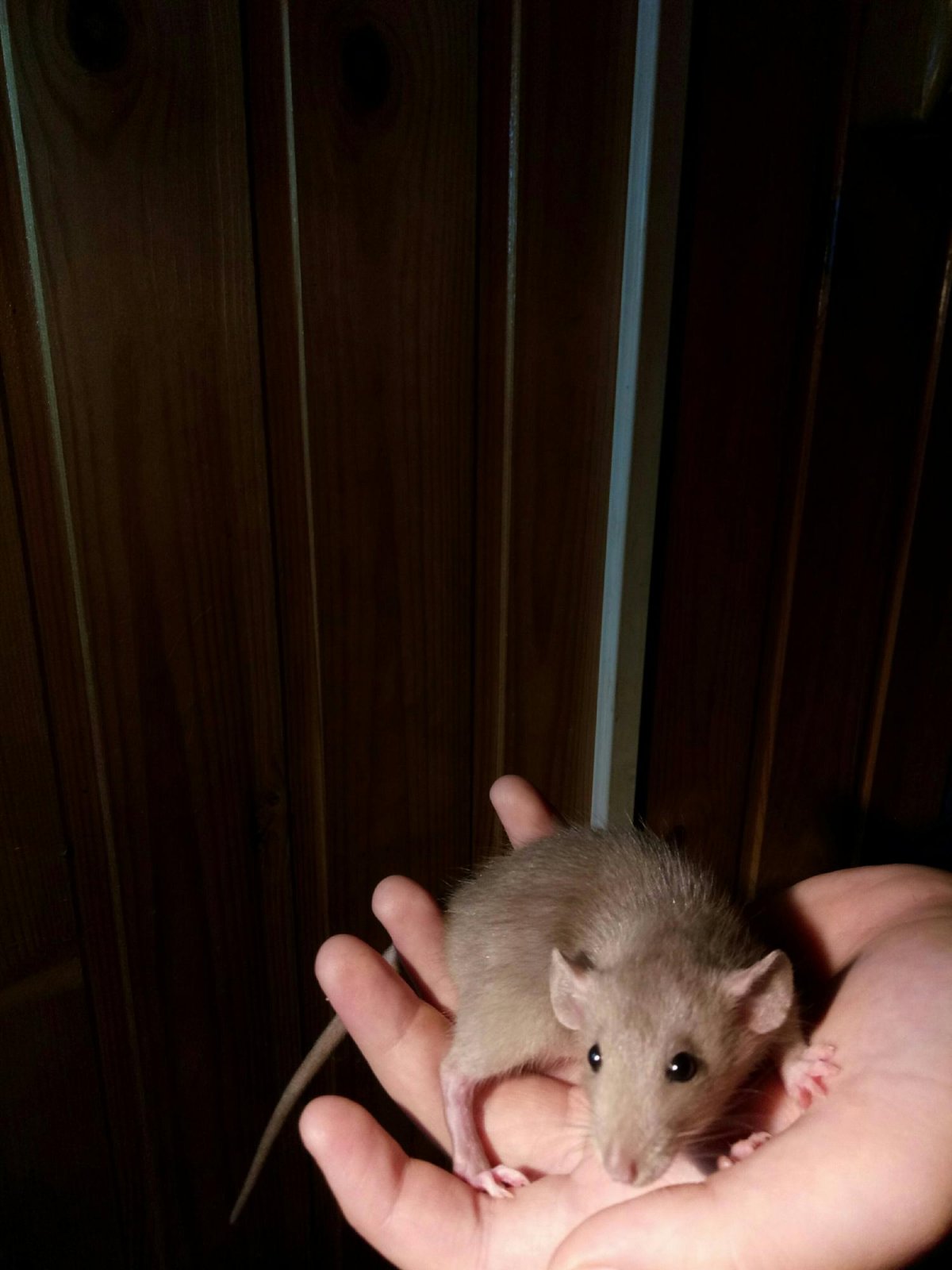 Крысята Дамбо голубая норка