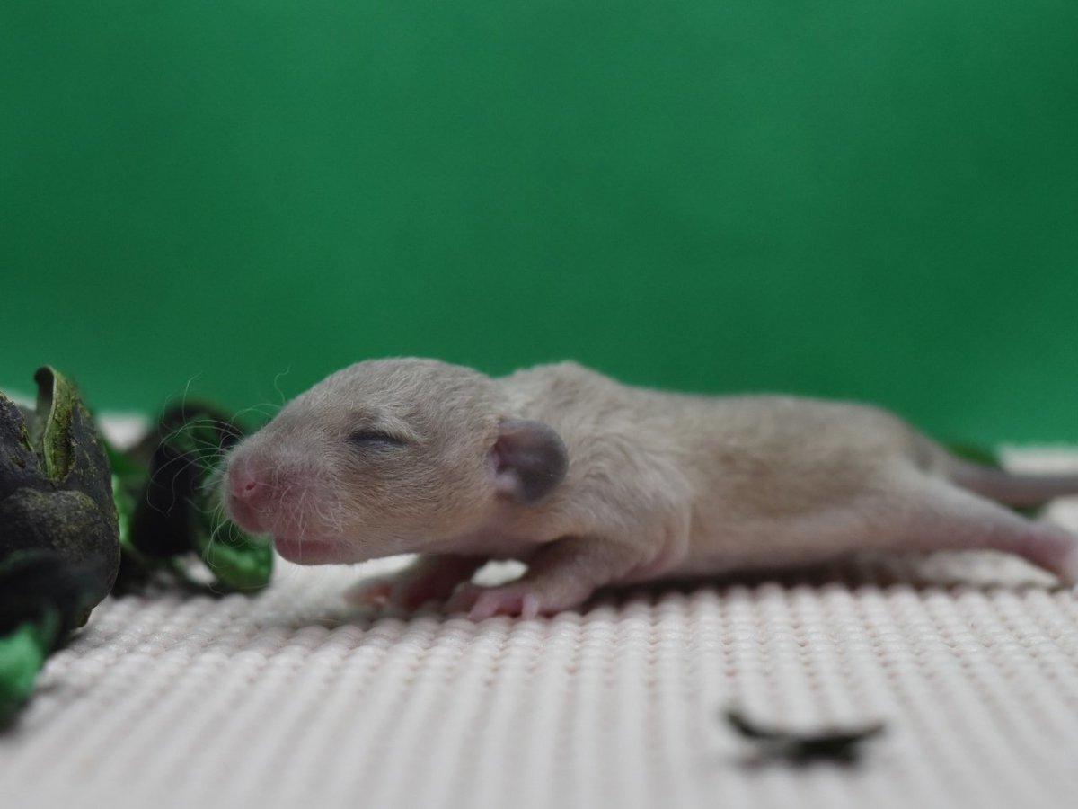 Декоративные крысы