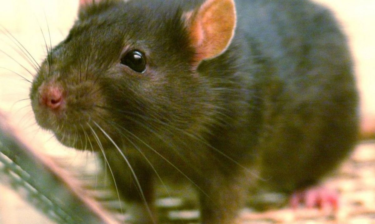 Крысы в новой Зеландии