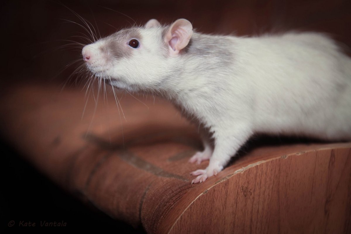 Сатиновая крыса Дамбо