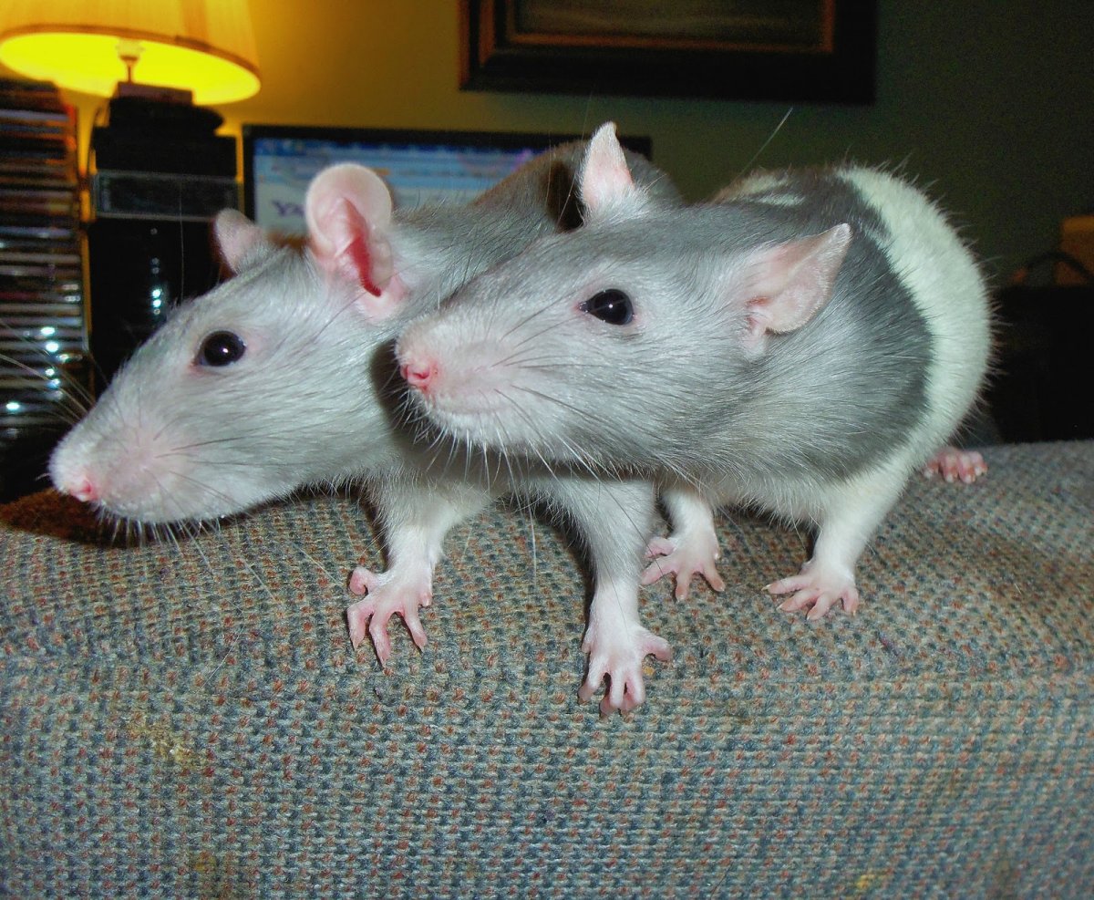 Крапчатая сумчатая куница