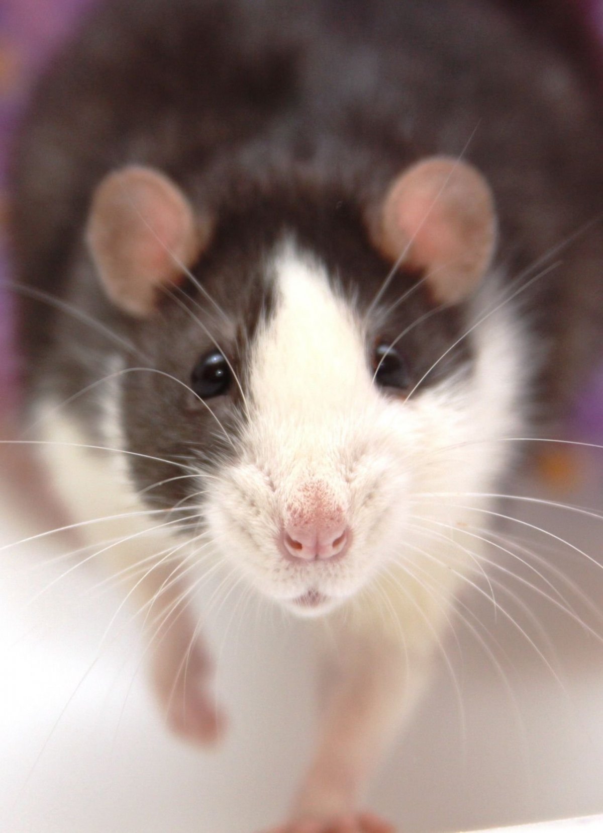 Крыса Пасюк