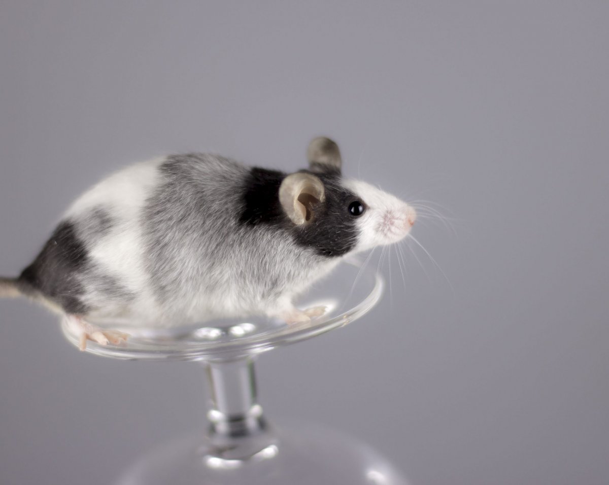 Окрасы крыс