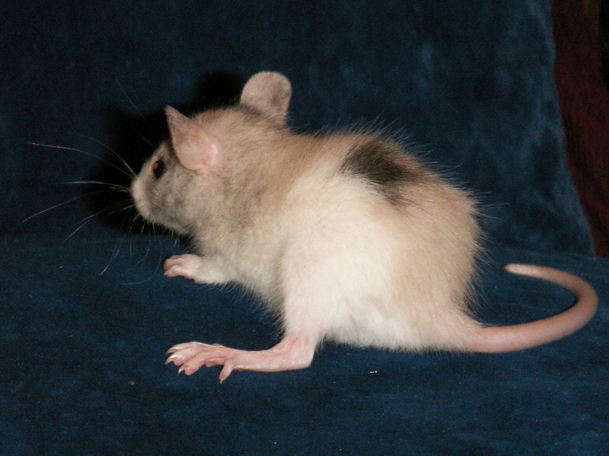 Белая крыса фото