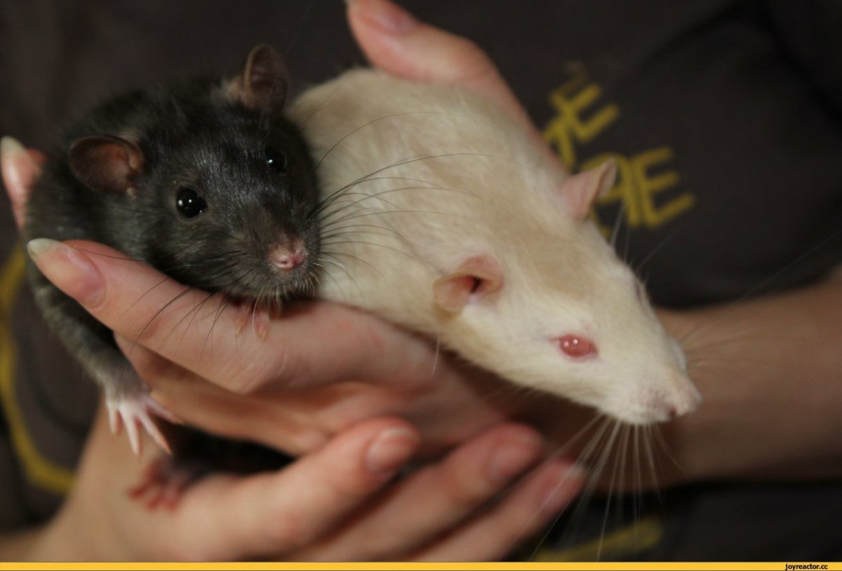 Крыса модель