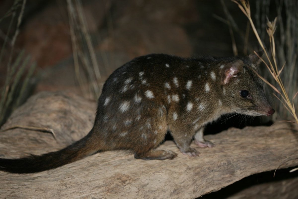 Необычные расцветки крыс