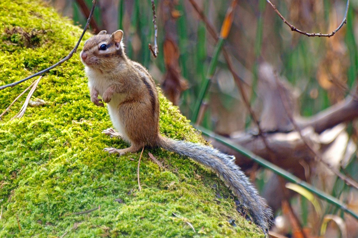 Домик бурундука в природе