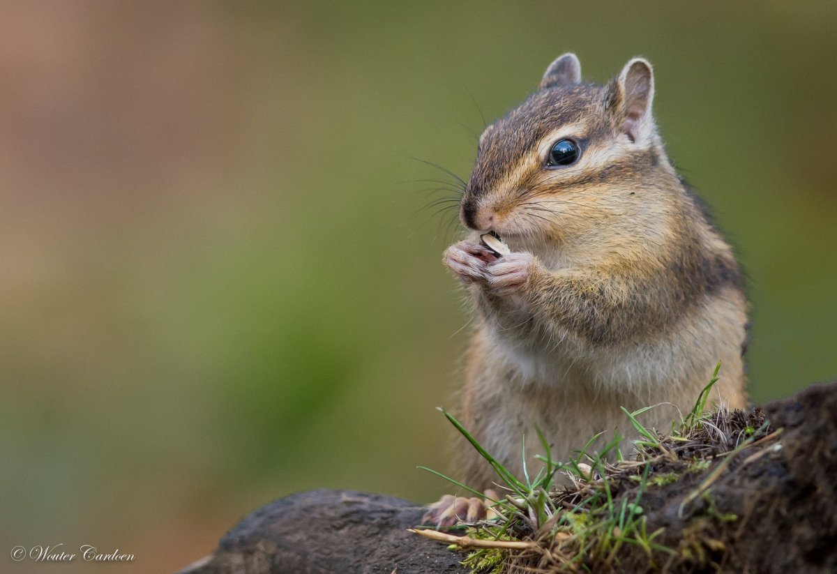 Сибирский бурундук