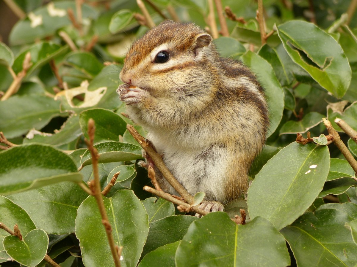 Животные тайги бурундук