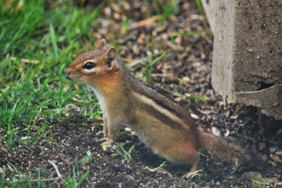 Бурундук Дальневосточный