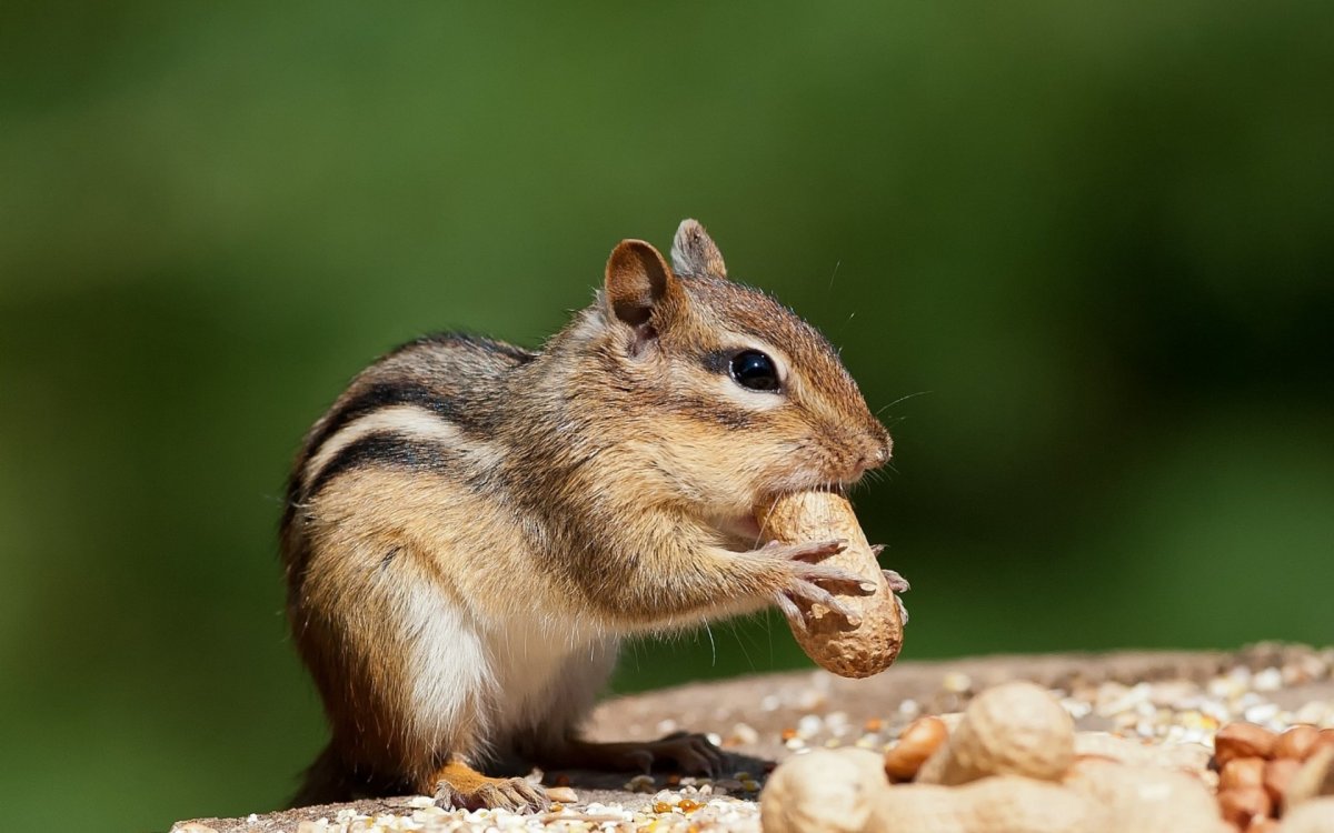 Фото бурундука в хорошем качестве