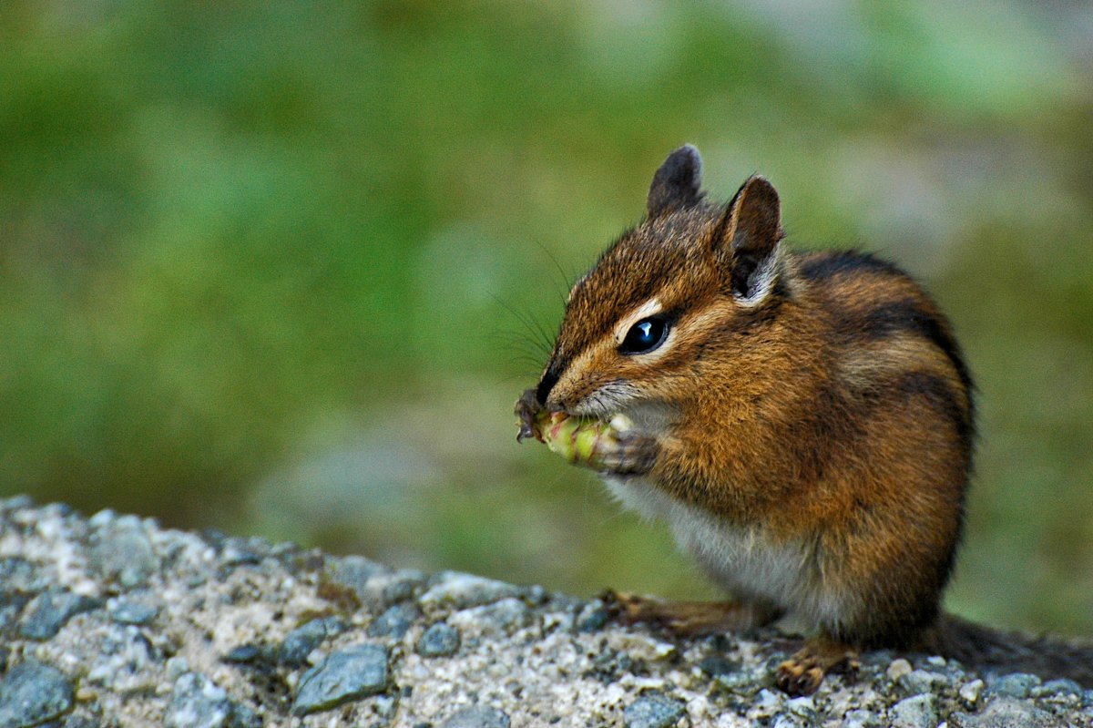 Японский бурундук