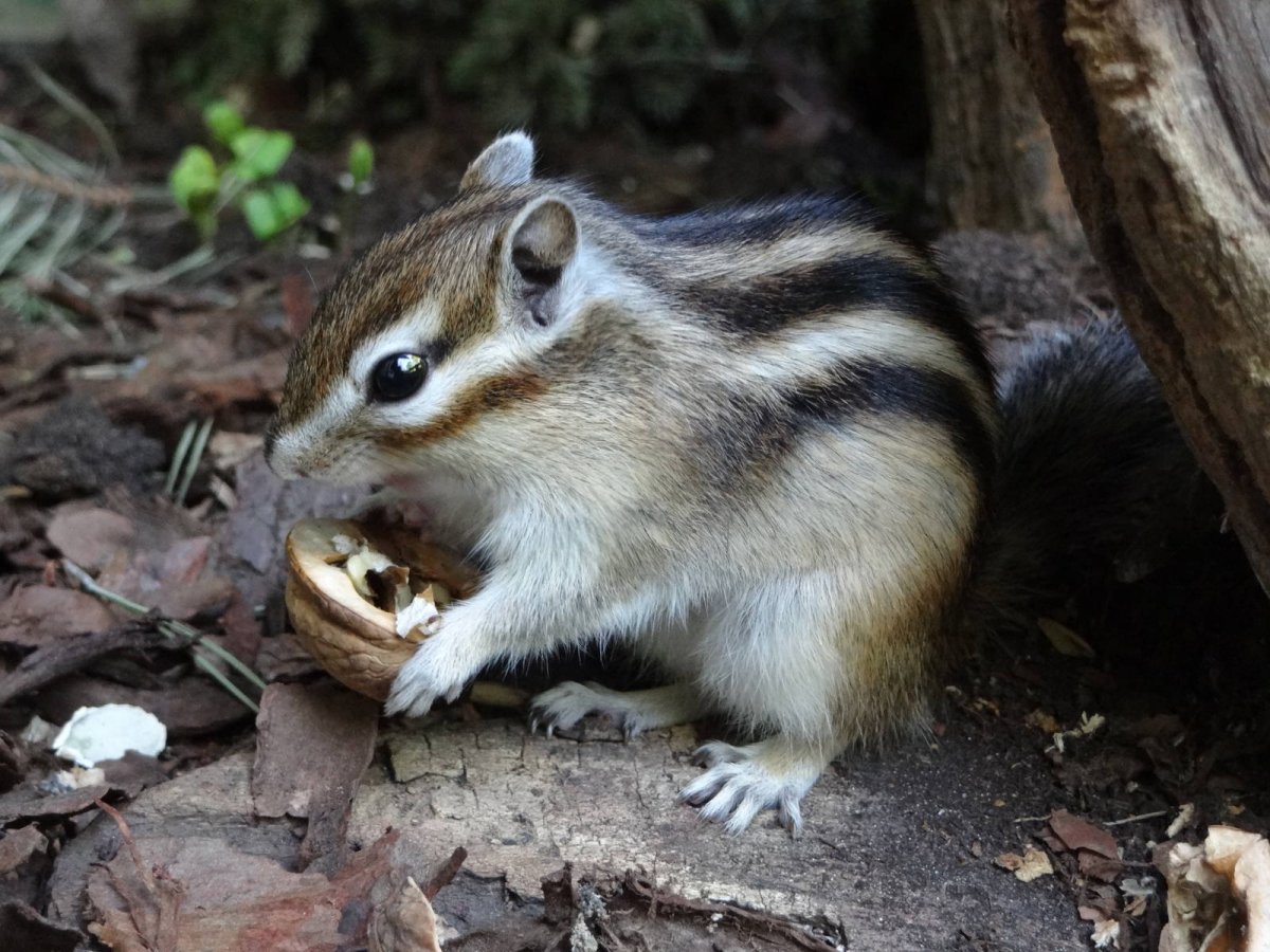 Сосновый бурундук