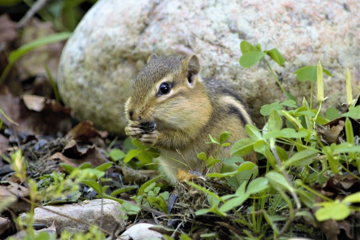 Бурундук в тайге