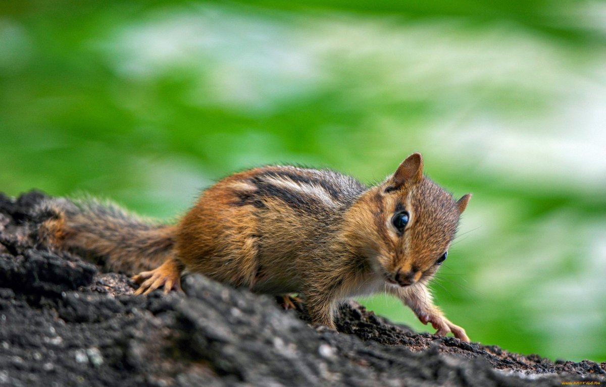 Бурундук Дальневосточный