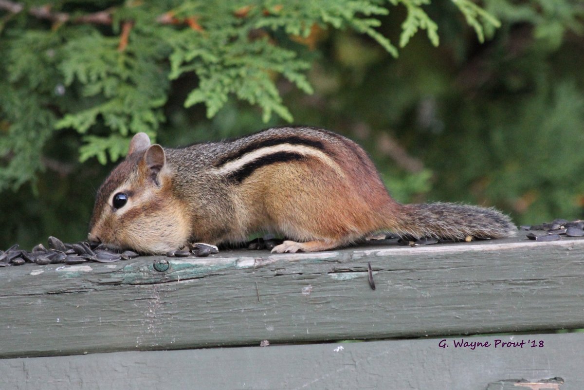 Бурундуки Башкортостана