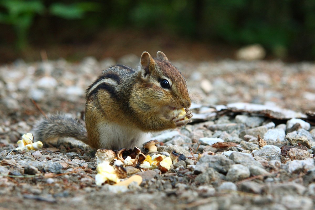 Белка Бурундуковая
