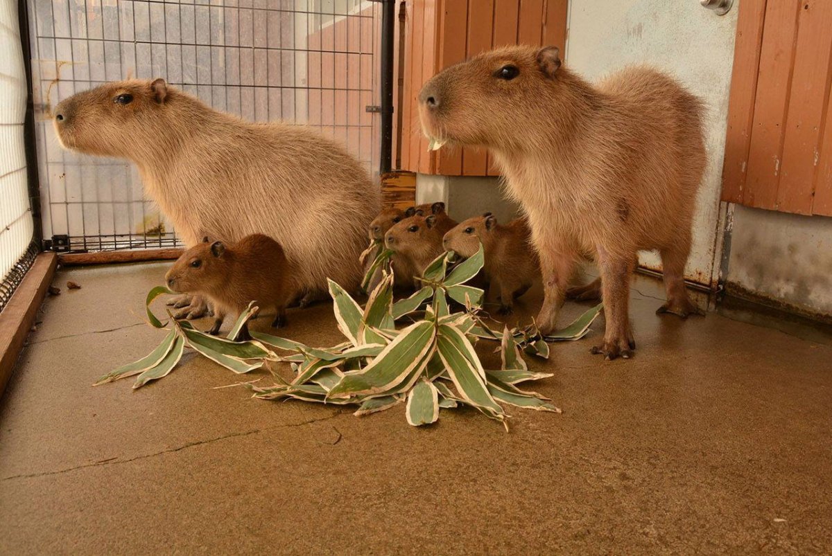 Большие морские свинки капибара