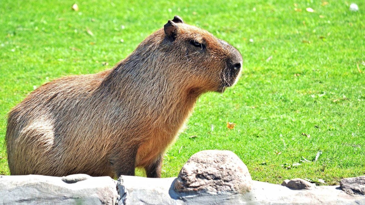 Капибара Бразилия