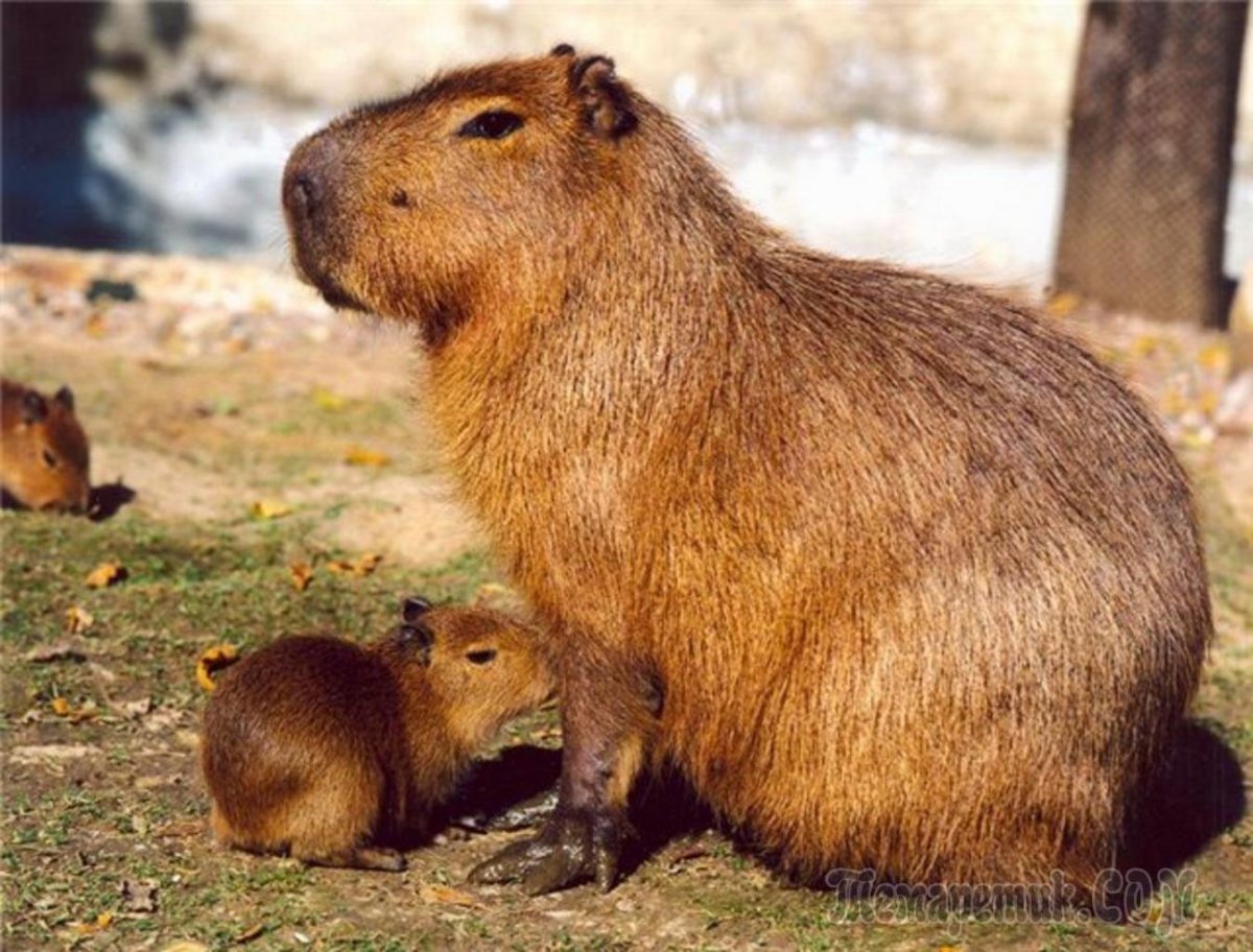 Капибара в Московском зоопарке
