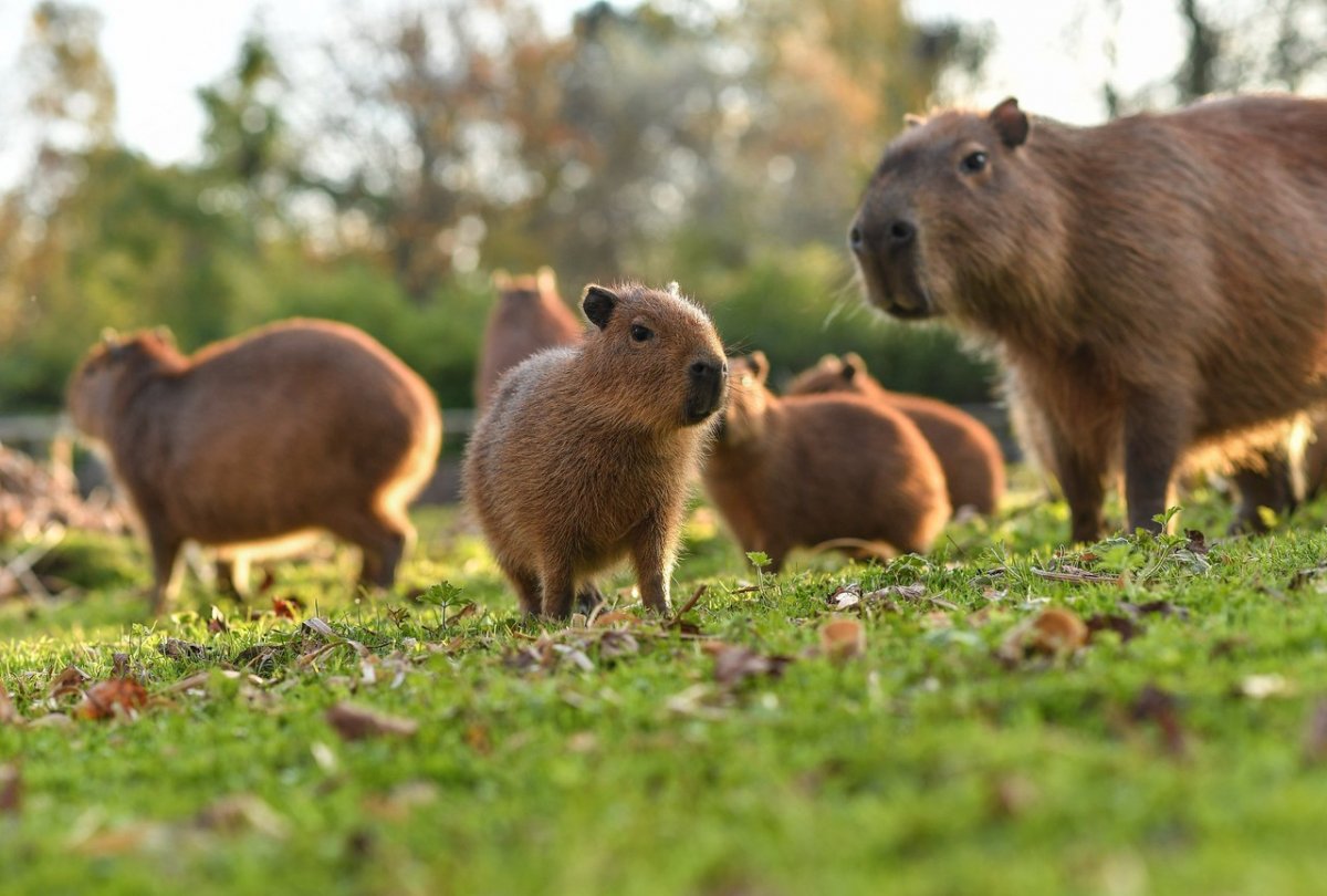 Водосвинка капибара