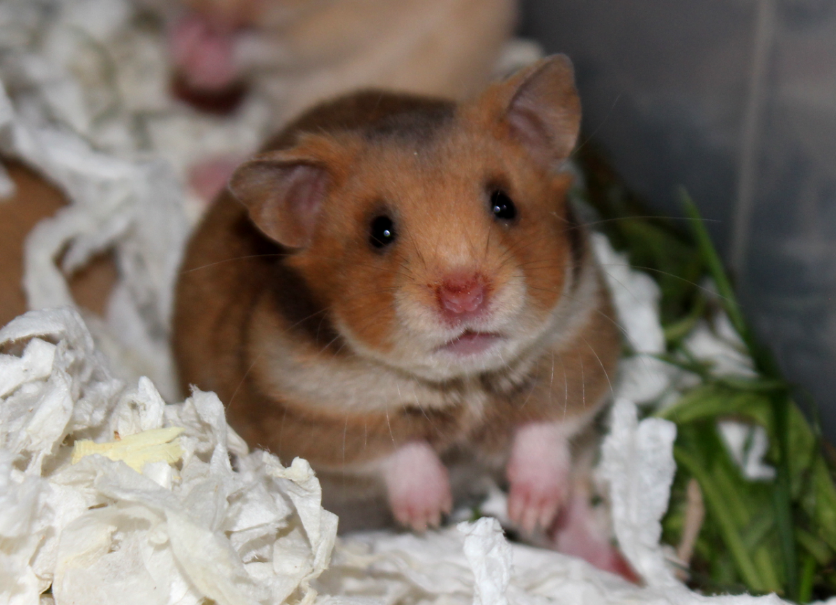 Сирийский хомяк длинношерстный