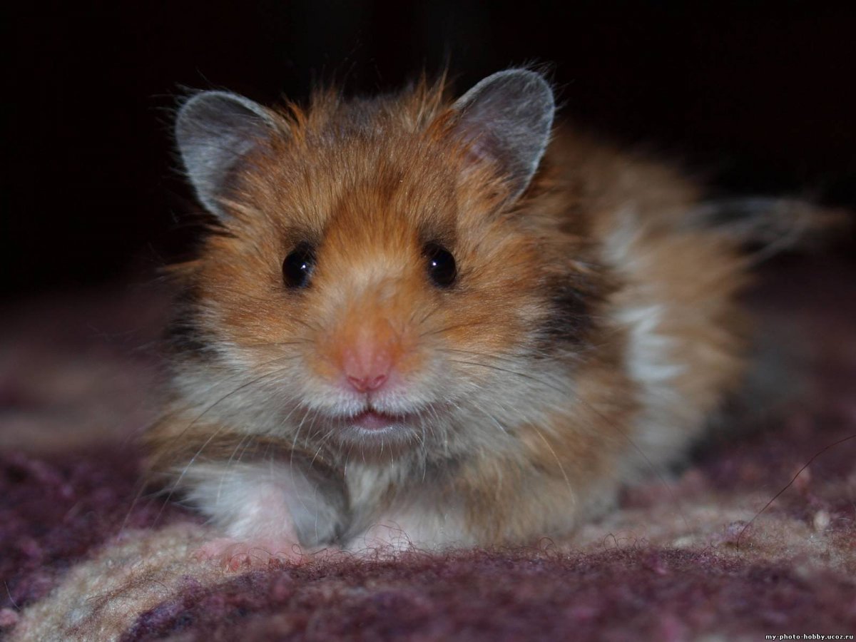 Сирийский хомяк окрасы