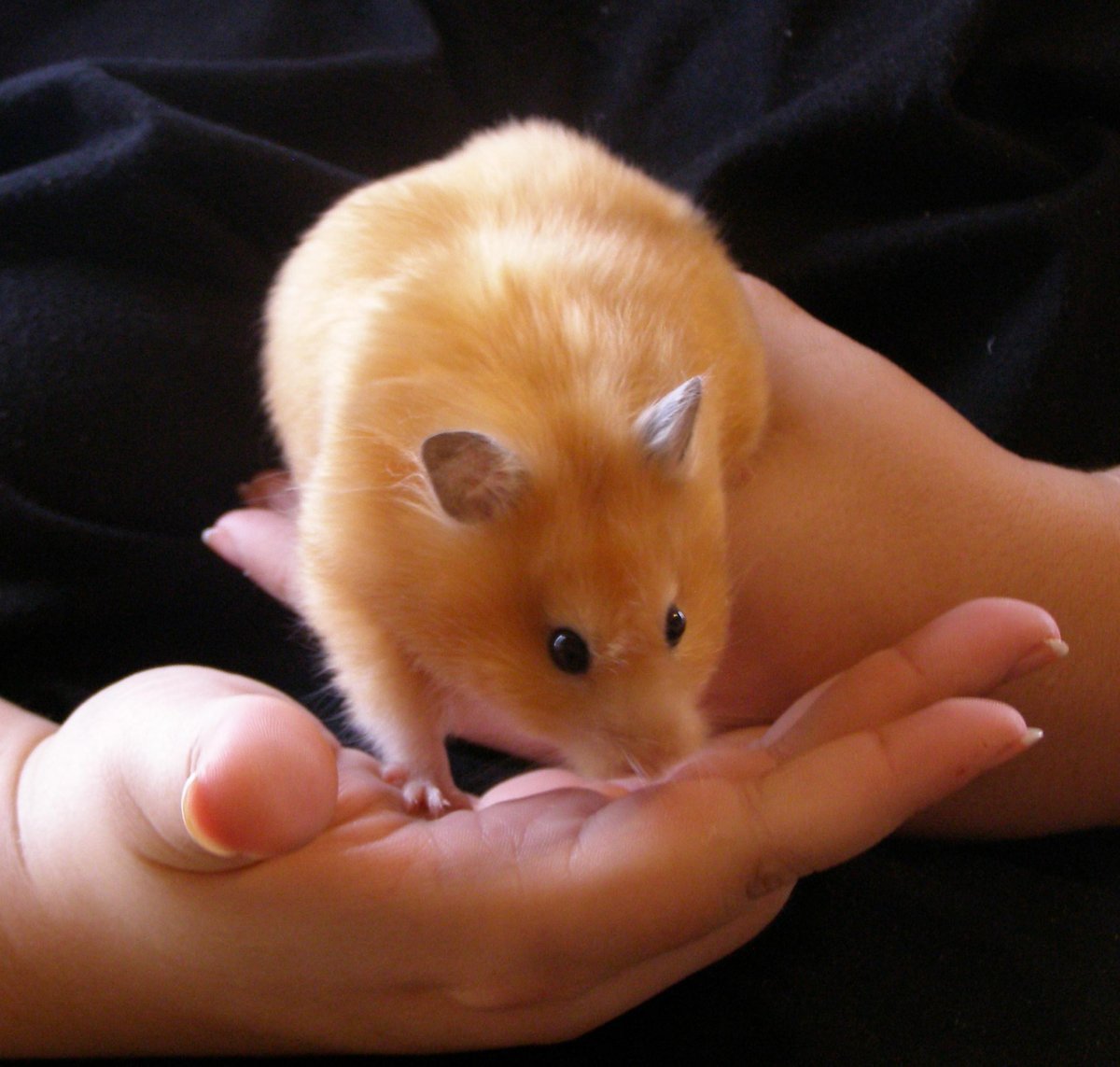 Тощий хомяк