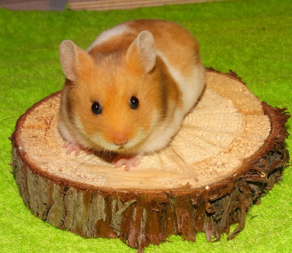 Сирийский хомяк золотистый