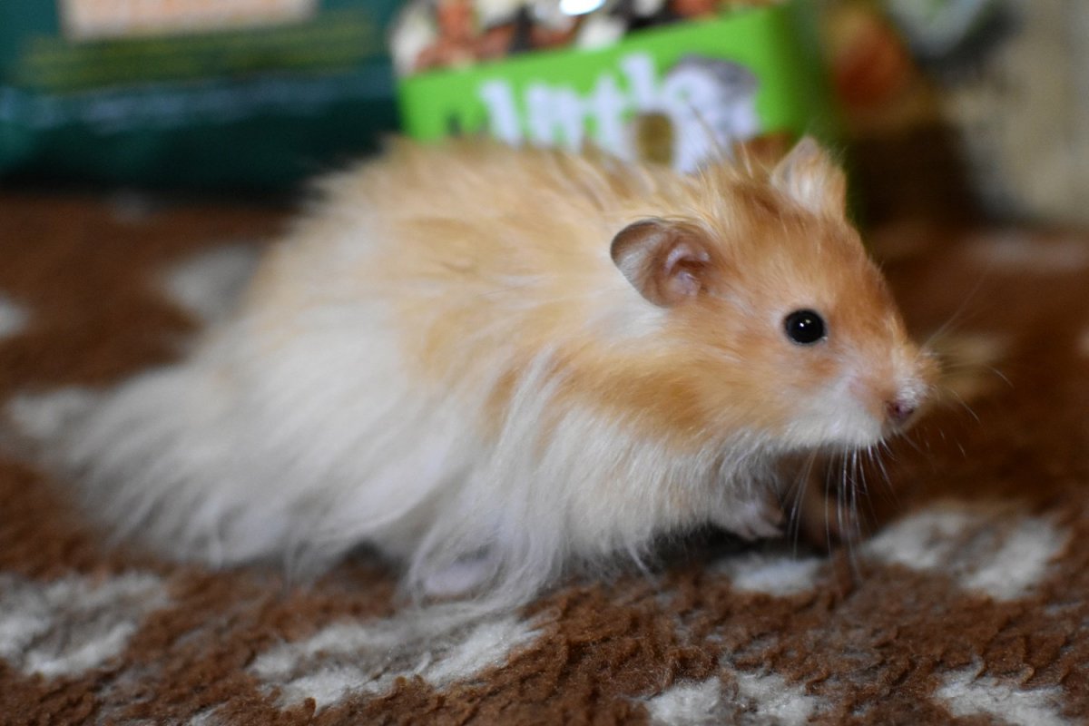 Сирийский хомяк фото золотистый