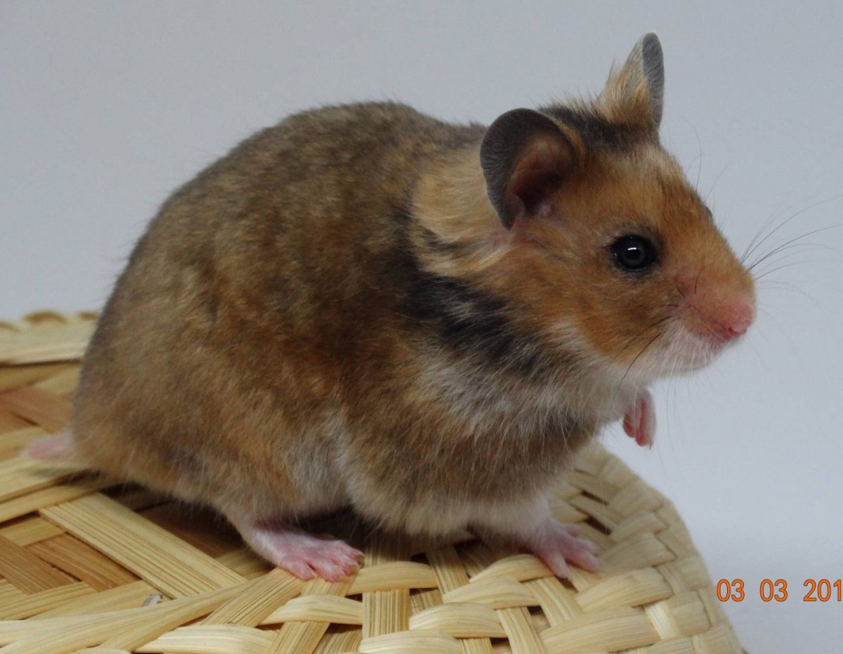 Джунгарский и сирийский хомяк