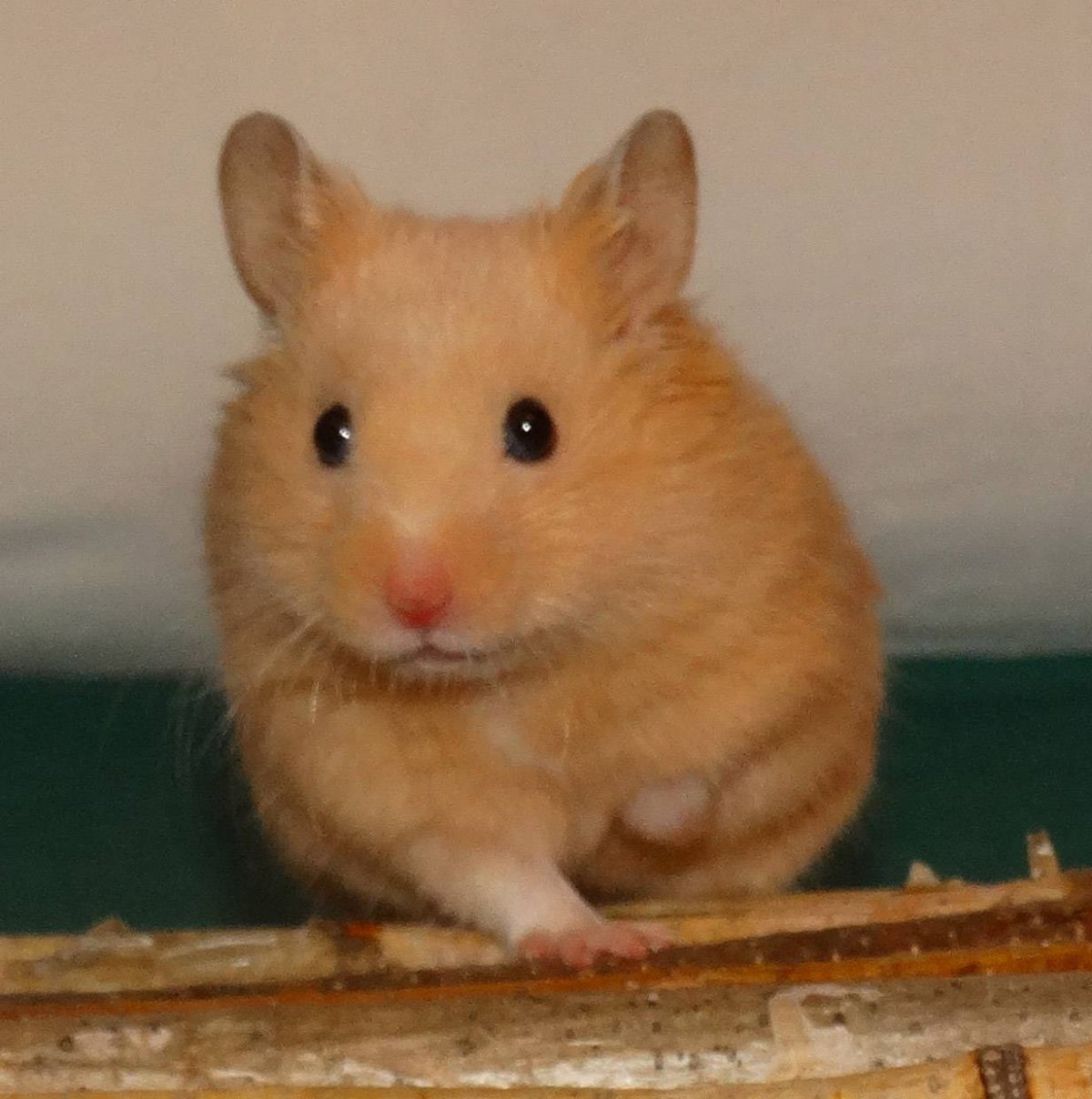 Сирийский хомяк мальчик