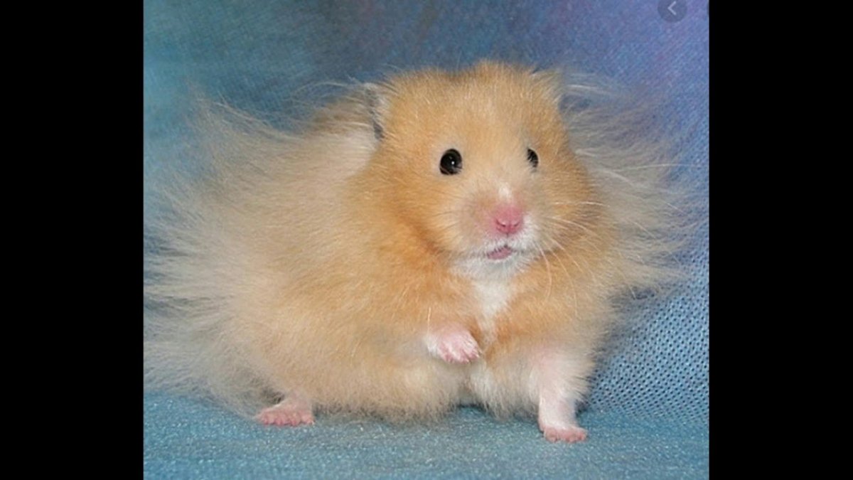 Сирийский хомяк агути