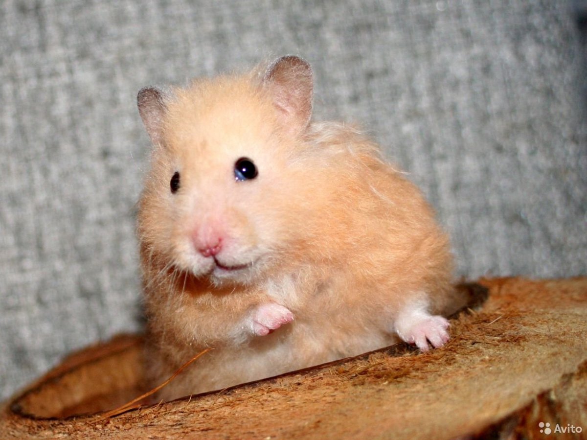 Сирийский хомяк короткошерстный
