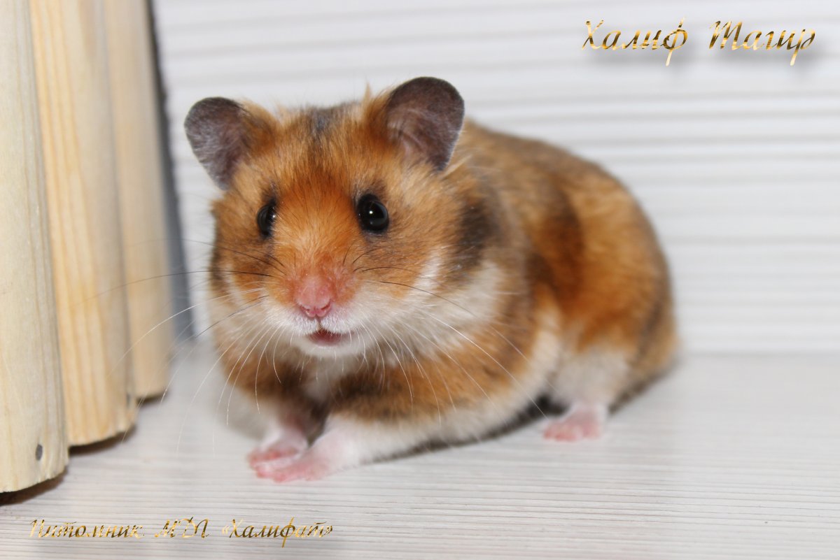 Сирийский карликовый хомяк