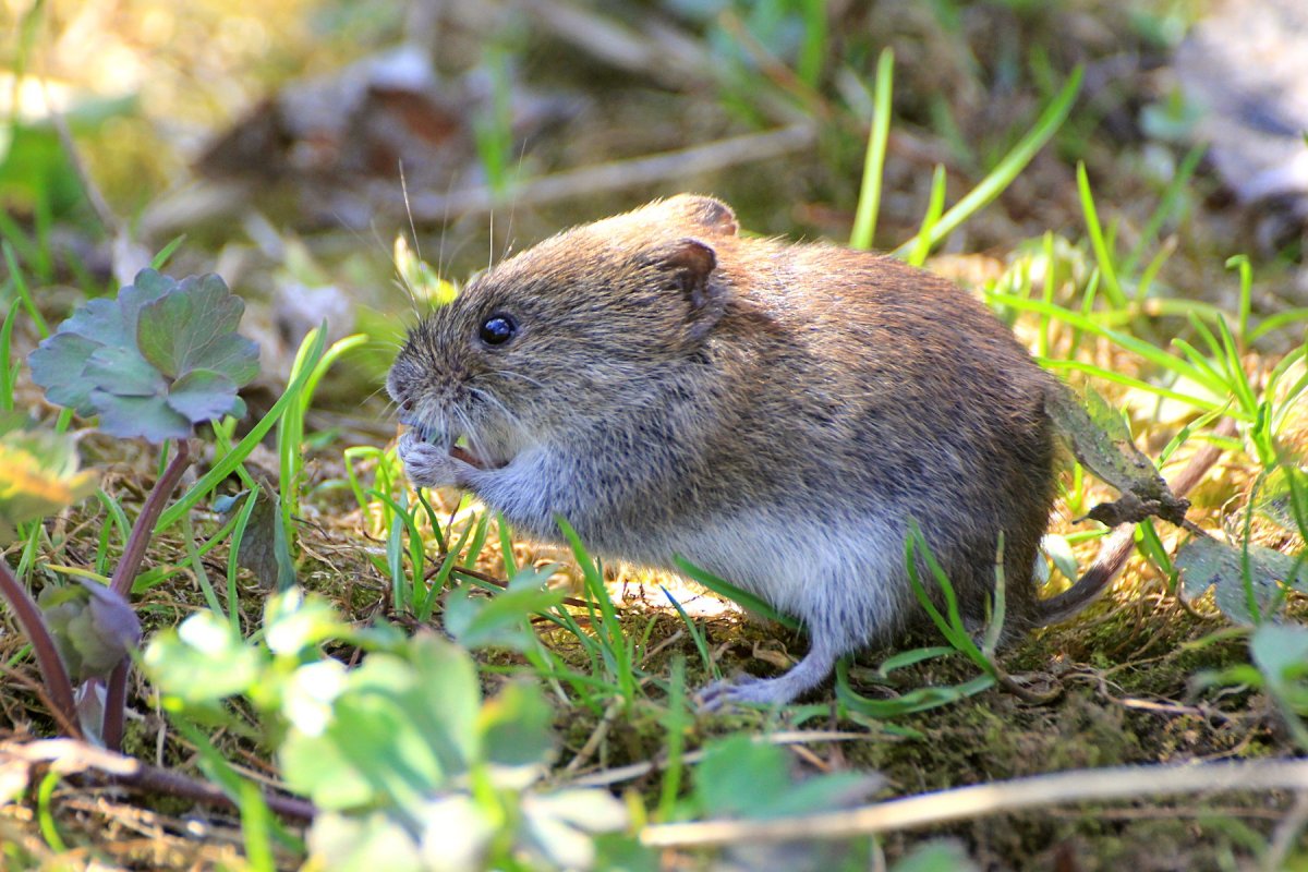 Слепушонка обыкновенная Ellobius talpinus
