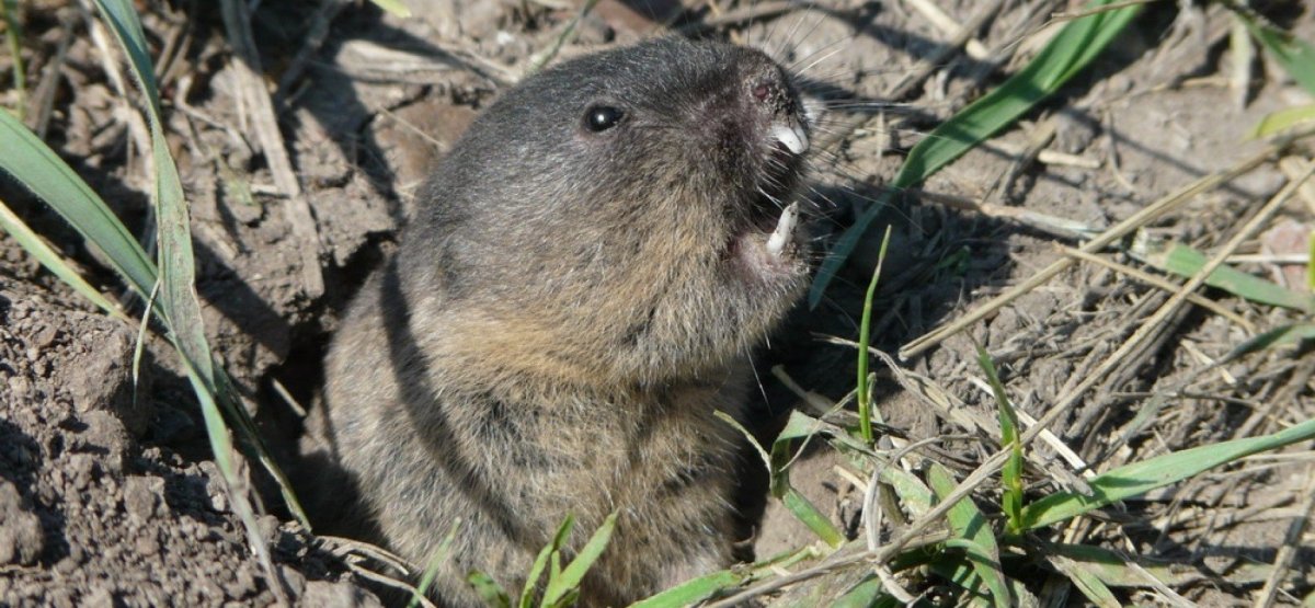Слепушонка обыкновенная