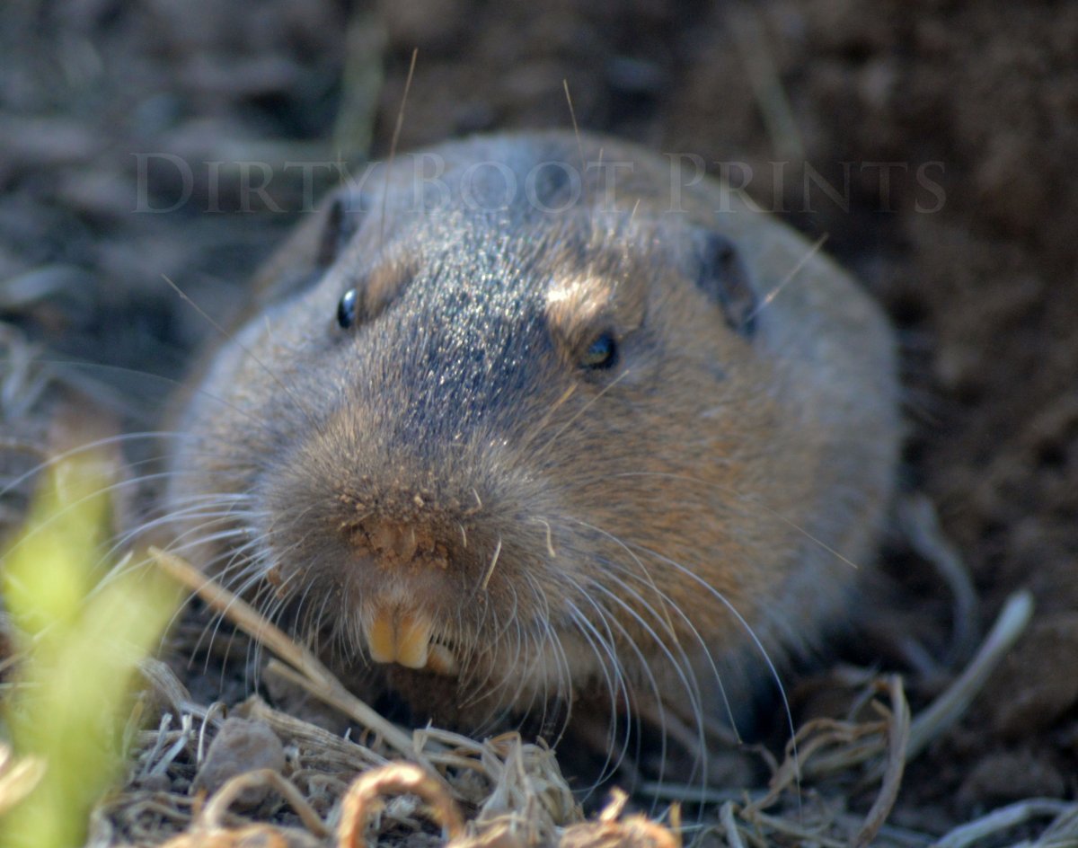 Туко-Туко (ctenomys)