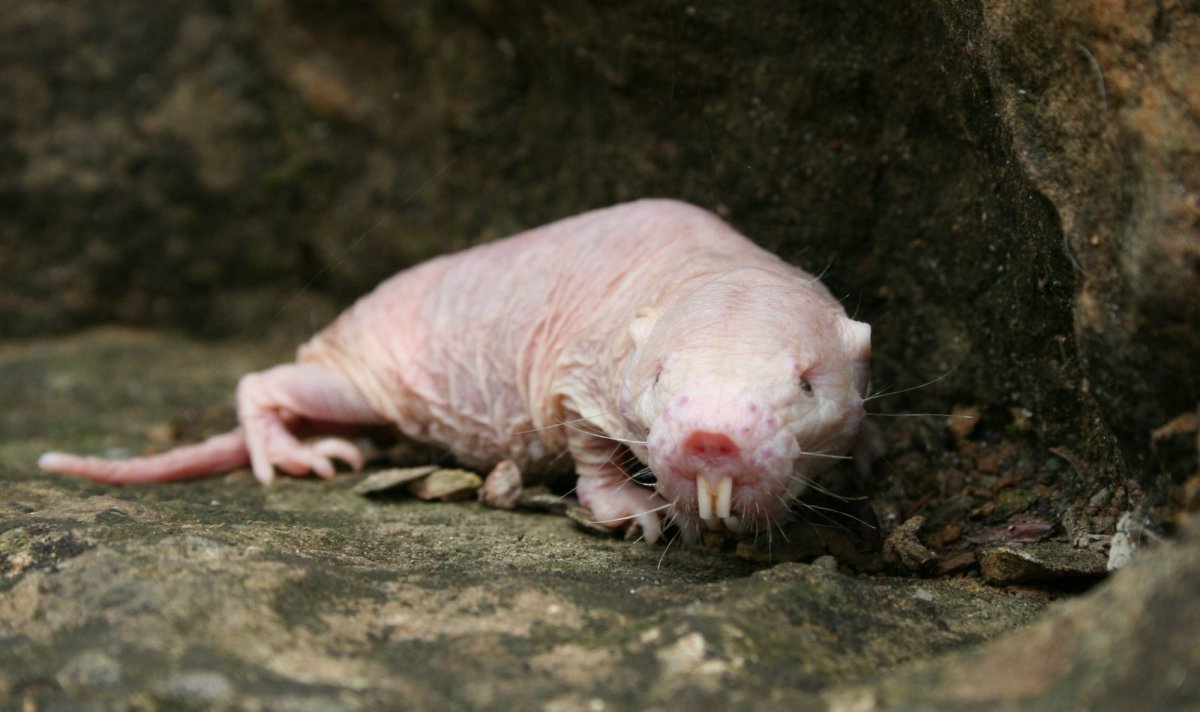 Эворонская полевка