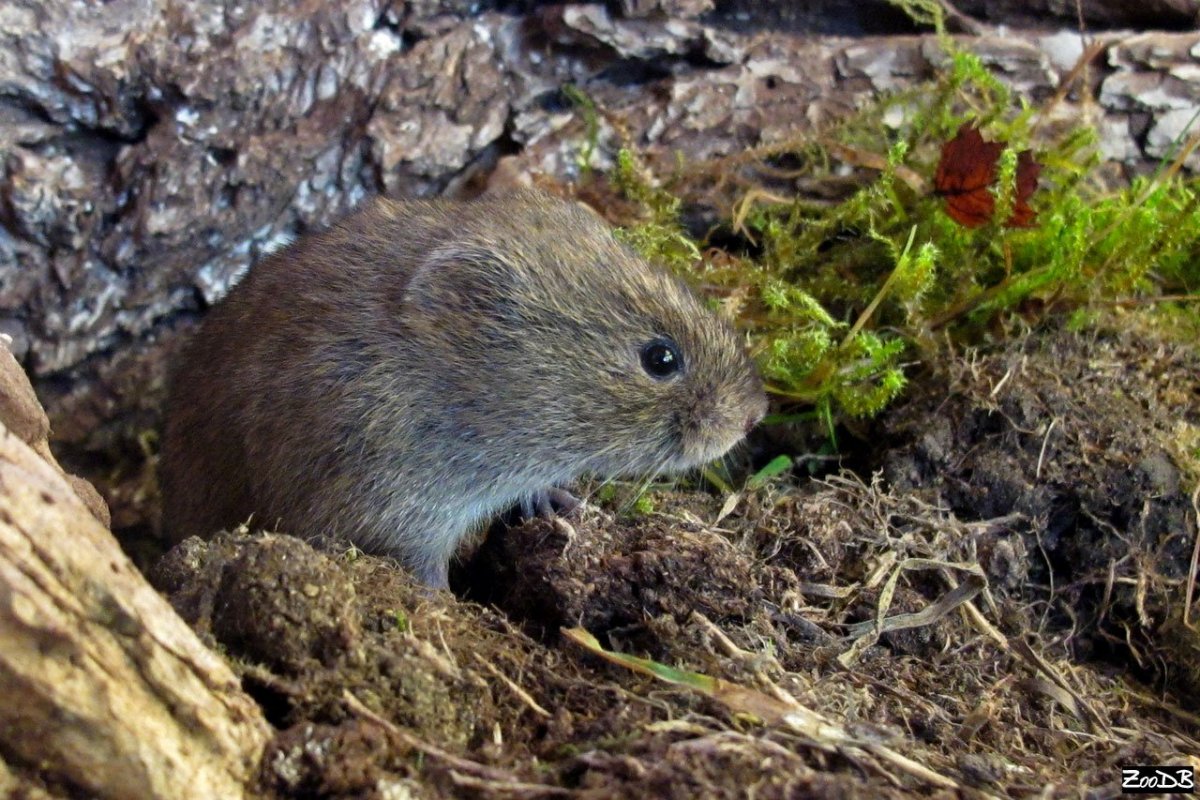 Полевая мышь Apodemus agrarius