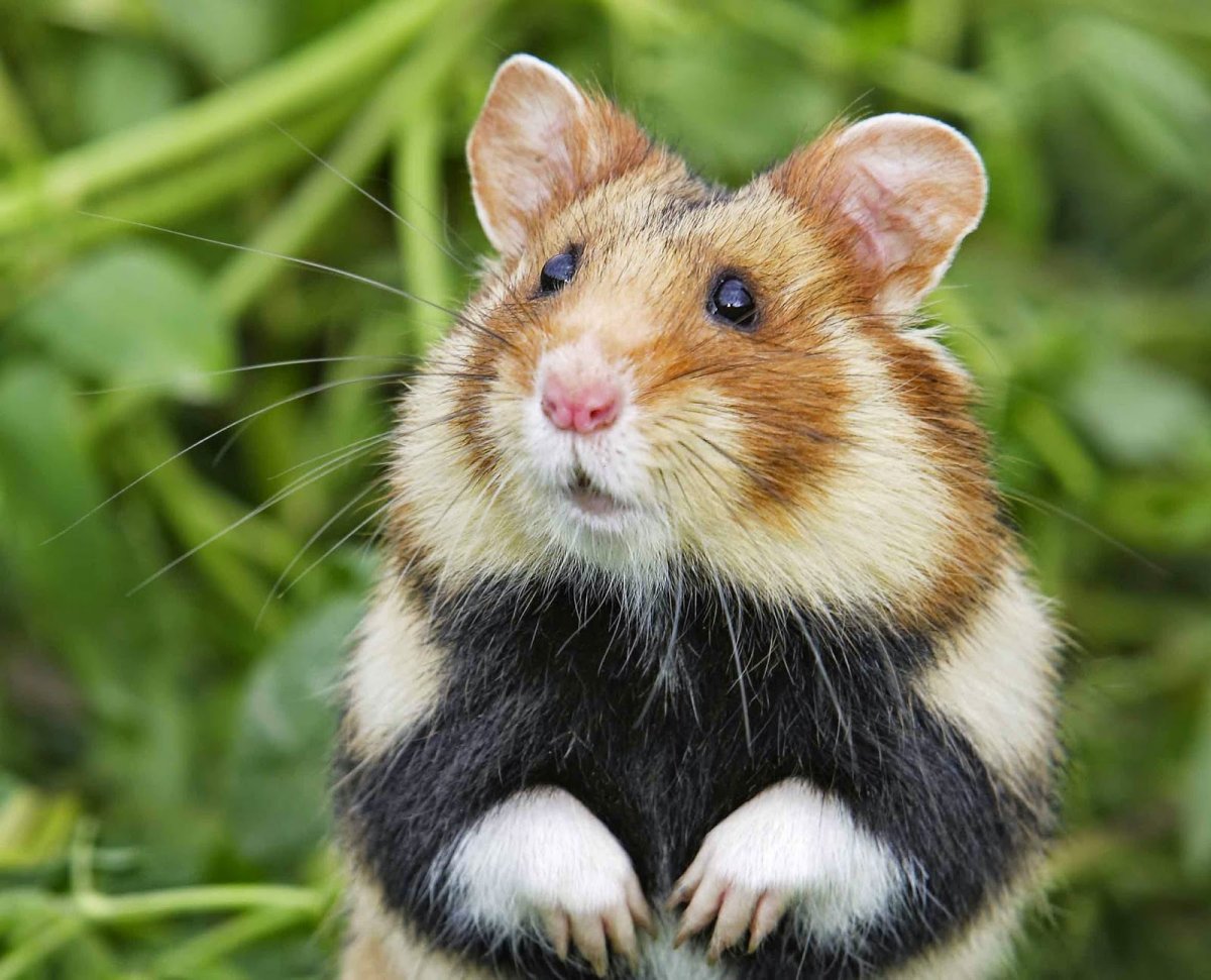 Дачные Грызуны