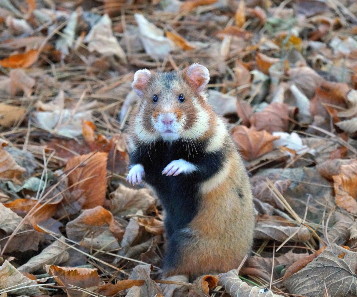 Садовый хомяк карбыш