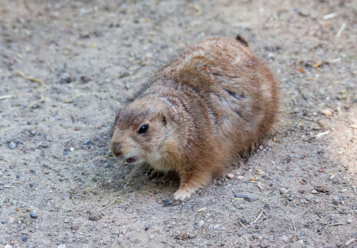Китайская собачка грызун