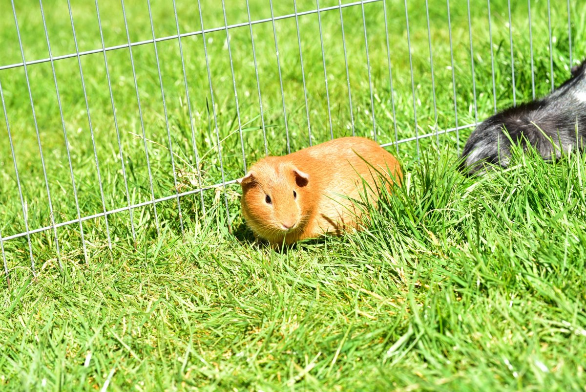 Кавия морская Свинка