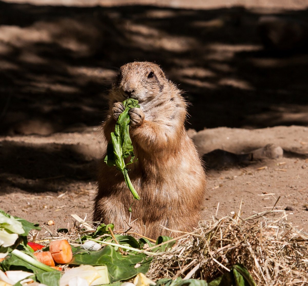 Луговые Грызуны