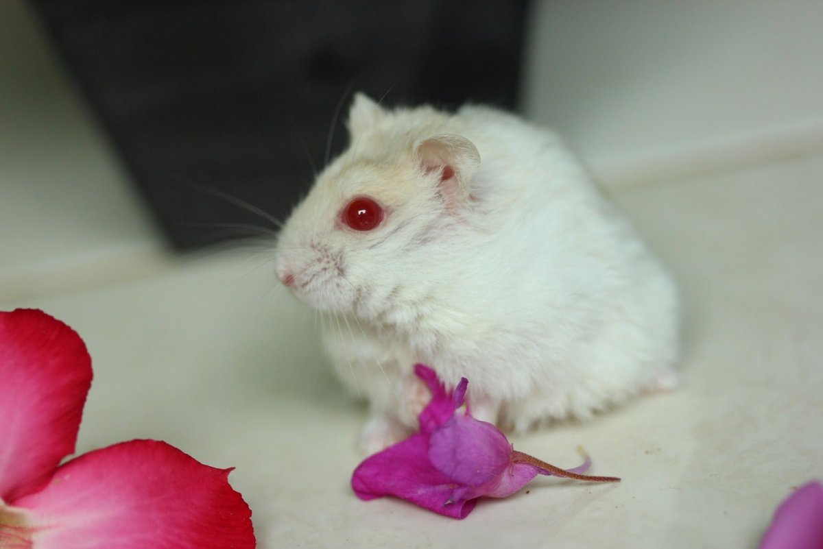 Сибирский хомяк