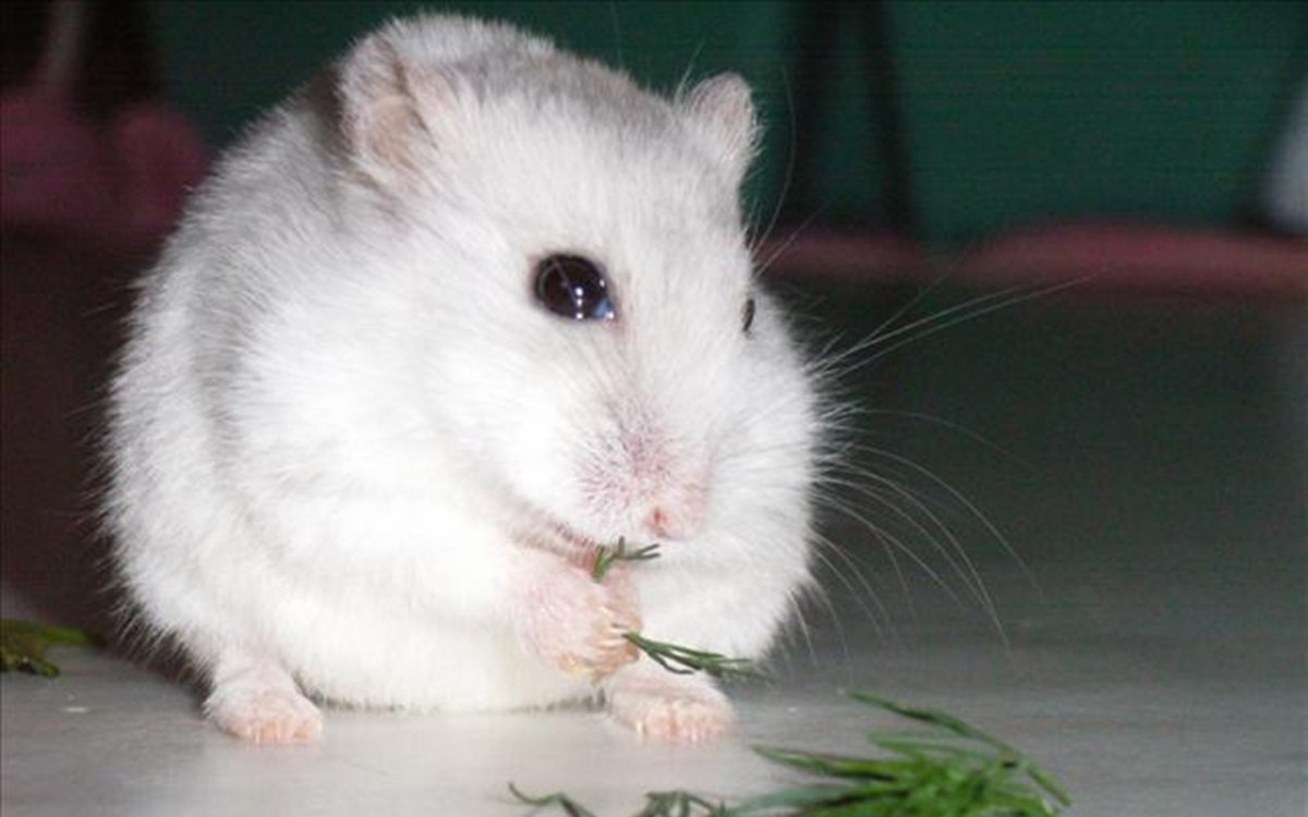 Самые милые Грызуны домашние