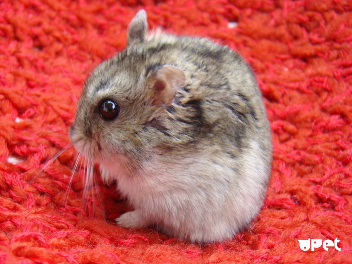 Джунгарский хомяк альбинос