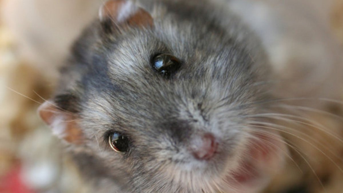 Джунгарский хомячок крыски